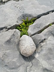 Leben zwischen Felsen