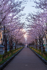鎌倉壇葛の桜
