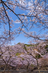 梅ヶ島コンヤの里さくら園