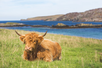 Highland cattle cow in landscape, Scotland