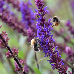 Bienen