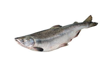 Whole pink salmon fish isolated on white background without shadow