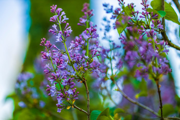 Syringa vulgaris (lilac or common lilac) is a species of flowering plant in the olive family Oleaceae