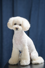 白いトイプードル
