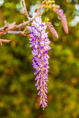 Purple wisteria flowers in spring