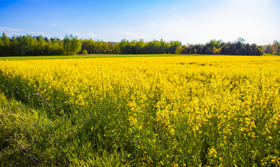 Field of yellow flowers