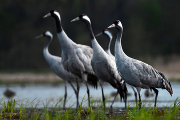 Common crane (Grus grus) in the wild. Early morning on swamp erens.