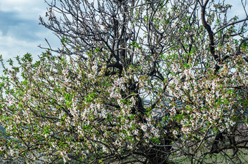 Close-up Macro Photography Almond Blossom Almond Tree in Bloom and Branches of Almond Blossom with Selective Focus Sardinia Countryside
