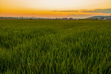 image of green wheat in the field at sunset