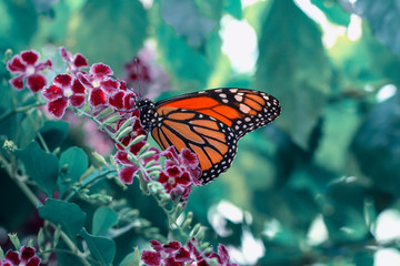 Closeup Malachite (siproeta stelenes) beautiful butterfly in a summer garden