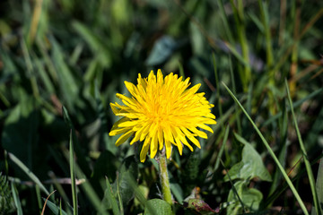 dandelion on summer field Taraxacum officinale