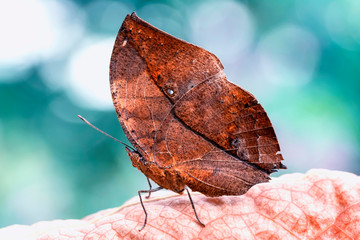 Dead leaf butterfly , Kallima inachus, aka Indian leafwing, standing wings folded on a bamboo branch, dead leaf imitation.