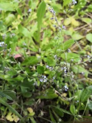 myosotis