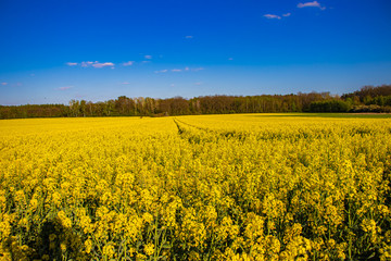 Fototapeta premium Field of yellow rapeseed flowers