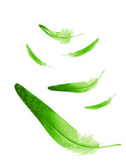 Beautiful color feathers isolated on white background