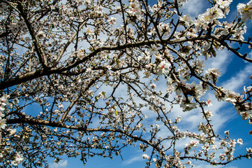 Close-up Macro Photography Almond Blossom Almond Tree in Bloom and Branches of Almond Blossom with Selective Focus Sardinia Countryside
