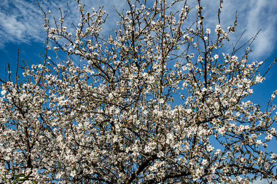 Close-up Macro Photography Almond Blossom Almond Tree in Bloom and Branches of Almond Blossom with Selective Focus Sardinia Countryside