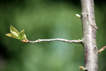 Junge Triebe im Frühjahr an einem Pflaumenbaum