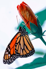 Closeup Malachite (siproeta stelenes) beautiful butterfly in a summer garden