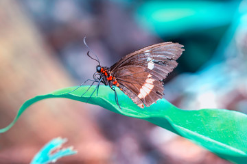 Beautiful  heliconius  butterfly  sitting on flower in a summer garden
