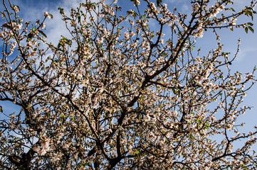 Close-up Macro Photography Almond Blossom Almond Tree in Bloom and Branches of Almond Blossom with Selective Focus Sardinia Countryside