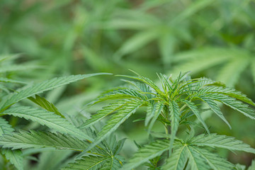 Close-up of marijuana plant growing at outdoor cannabis farm. Texture of marijuana leaves. Concept of cannabis plantation for medical.