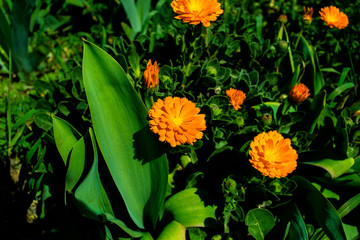 
sun in the grass 