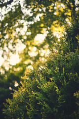 sun shining trough cypress background