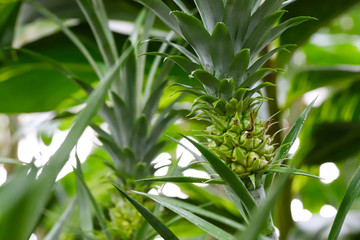 パイナップルの実