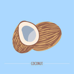 Coconut. Hand drawn Coconut isolated on blue. Vector