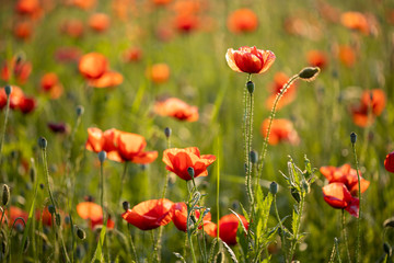 Blumenwiese Sommerwiese Mohnwiese Mohn in Nahaufnahme im Abendlicht Sonnenuntergang Makro