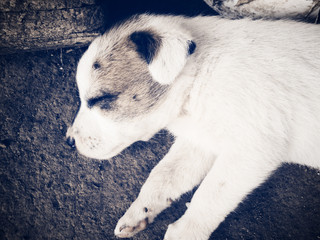 Wallpaper of little cute puppy sleeping on the ground