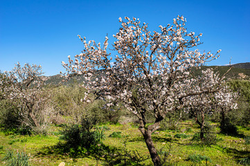 Close-up Macro Photography Almond Blossom Almond Tree in Bloom and Branches of Almond Blossom with Selective Focus Sardinia Countryside