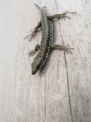 Lézard 