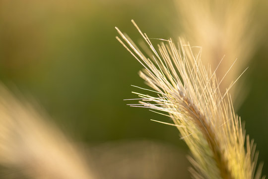 Sommerwiese Wildwiese Wildblumen Weizenhalm Halm im Abendlicht Sonnenuntergang Makro Nahaufnahme
