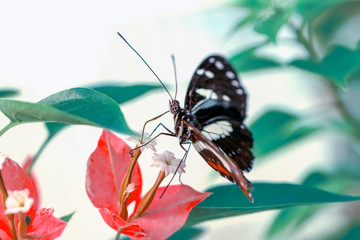 Closeup beautiful butterfly in a summer garden