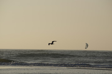 Möwe und Kitesurfer