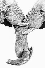 elephant sketch drawing
