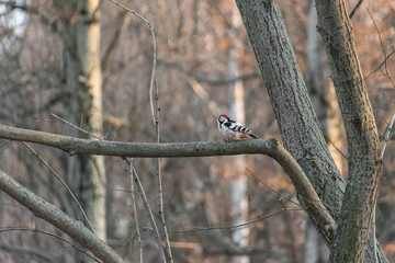 Big speckled woodpecker (Dendrocopos major) on a branch in the park at autumn