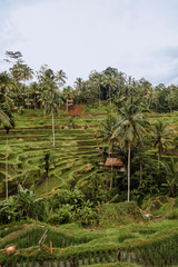 Fototapeta na wymiar Tegallalang Rice Terrace