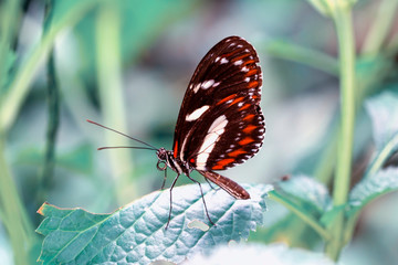 Beautiful  heliconius  butterfly  sitting on flower in a summer garden