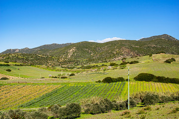 Fototapeta na wymiar Italy Sardinia Photography of Pasaggio della Campagna with Vineyards and Vines of Wine Grapes and Open Spaces Asphalt Road and White Road