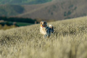 Australian Shepherd jumping through sunset gras downhill