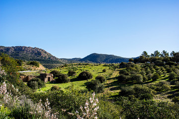 Obraz premium Italy Sardinia Photograph of Landscape Countryside with Olive Trees and Spontaneous Vegetation