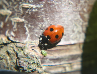 Marienkäfer an der Baumrinde auf Futtersuche