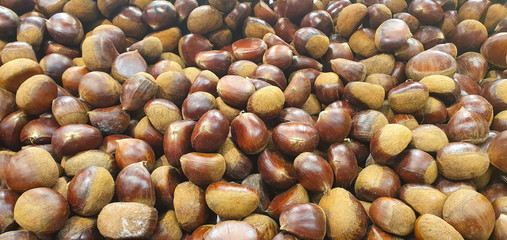 Ripe chestnuts close up. Raw Chestnuts for Christmas. Fresh sweet chestnut. Castanea sativa top wiew. Food background.