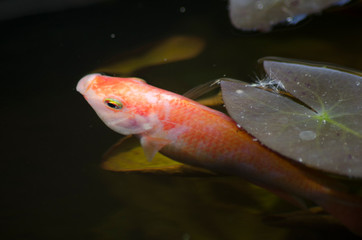 Beautiful Nile tilapia in clear freshwater