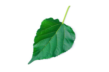 Fototapeta premium Mulberry leaf isolated on white blackground With clipping path 