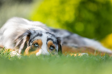 Fototapeta premium Australian Shepherd laying on gras shallow depth of field looking down