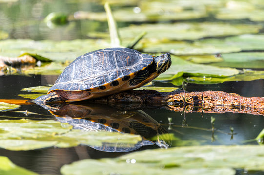 Water turtle with yellow belly in a ditch with water lily leaves.
